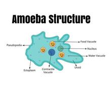 Vector illustration of amoeba anatomy. Educational structure