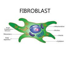 Collagen and fibroblast. Skin with Collagen fibers and cells that synthesize collagen. Close-up of fibroblast structure vector