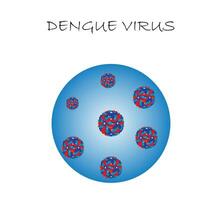 Dengue virus. Dengue virus DENV is the cause of dengue fever. It is a mosquito-borne, single positive-stranded RNA virus. Virion includes RNA strands, proteins, and envelopes. vector