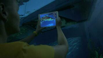 Woman with pad taking shot of sea animal in oceanarium video