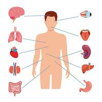 conjunto de órganos internos de anatomía humana con cerebro, pulmones, intestino, corazón, riñón, páncreas, bazo, hígado y estómago. ilustración vectorial aislada vector