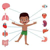 conjunto de órganos internos de anatomía humana con cerebro, pulmones, intestino, corazón, riñón, páncreas, bazo, hígado y estómago. ilustración vectorial aislada vector