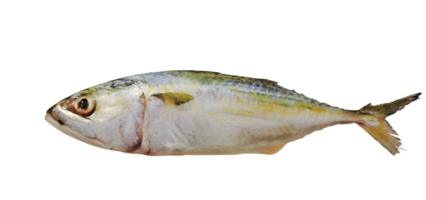 mackerel PNG transparent