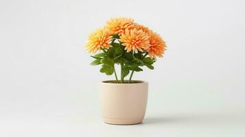 Photo of Chrysanthemum flower in pot isolated on white background. Generative AI