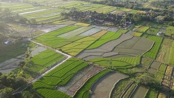 antenne visie van ochtend- in rijst- veld- Indonesië video