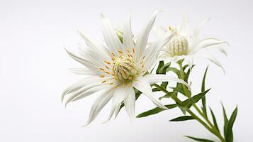 foto de hermosa Edelweiss flor aislado en blanco antecedentes. generativo ai