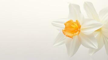 Photo of beautiful Narcissus flower isolated on white background. Generative AI