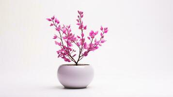 Photo of Redbud flower in pot isolated on white background. Generative AI