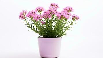 Photo of Valerian flower in pot isolated on white background. Generative AI