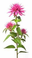 Photo of beautiful Bee Balm flower isolated on white background. Generative AI