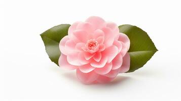 Photo of beautiful Camellia flower isolated on white background. Generative AI