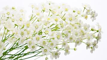 Photo of beautiful Gypsophila flower isolated on white background. Generative AI