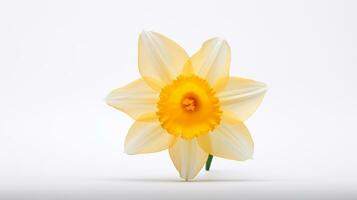 Photo of beautiful Daffodil flower isolated on white background. Generative AI