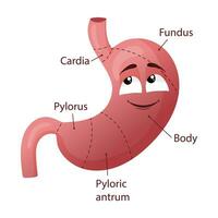 dibujos animados personaje estómago con rostro. médico diagrama. vector ilustración aislado en blanco antecedentes