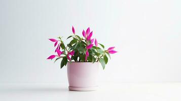 Photo of Fuchsia flower in pot isolated on white background. Generative AI