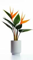 Photo of Bird of Paradise flower in pot isolated on white background. Generative AI