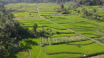 Aerial view of morning in rice field Indonesia video