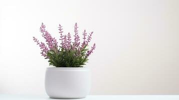 Photo of Heather flower in pot isolated on white background. Generative AI