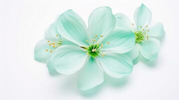 Photo of beautiful Chrysopsis flower isolated on white background. Generative AI