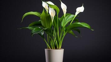 Photo of Zantedeschia flower in pot isolated on white background. Generative AI