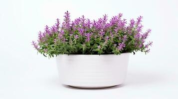 Photo of Thyme flower in pot isolated on white background. Generative AI