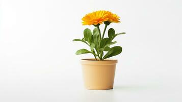 Photo of Calendula flower in pot isolated on white background. Generative AI