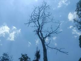 dry tree in the middle of the garden in the photo from below