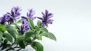 Photo of beautiful Salvia flower isolated on white background. Generative AI