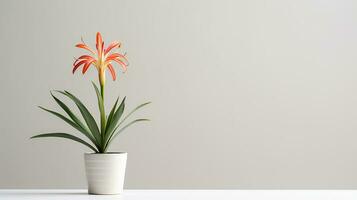 Photo of Spider Lily flower in pot isolated on white background. Generative AI