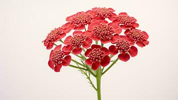 Photo of beautiful Yarrow flower isolated on white background. Generative AI