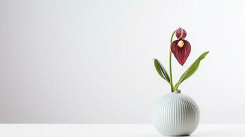 Photo of Ladys Slipper flower in pot isolated on white background. Generative AI