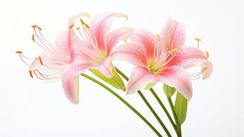 Photo of beautiful Fairy Lily flower isolated on white background. Generative AI