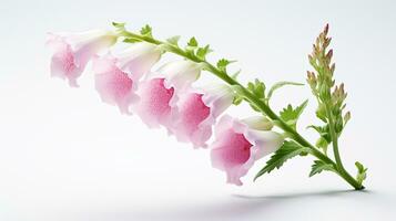foto de hermosa dedalera flor aislado en blanco antecedentes. generativo ai