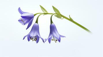 Photo of beautiful Bluebell flower isolated on white background. Generative AI