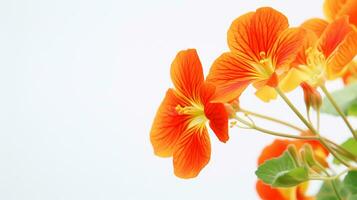 Photo of beautiful Nasturtium flower isolated on white background. Generative AI