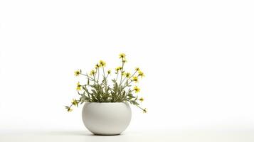 Photo of Bishops Weed flower in pot isolated on white background. Generative AI