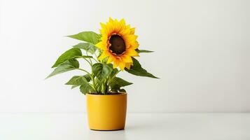 Photo of Sunflower in pot isolated on white background. Generative AI