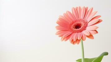 Photo of beautiful Gerbera flower isolated on white background. Generative AI