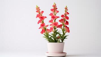 Photo of Snapdragon flower in pot isolated on white background. Generative AI