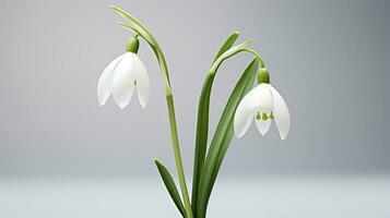 Photo of beautiful Snowdrop flower isolated on white background. Generative AI