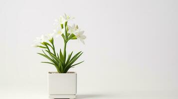 Photo of Star of Bethlehem flower in pot isolated on white background. Generative AI