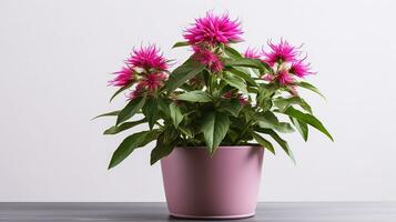 Photo of Monarda flower in pot isolated on white background. Generative AI