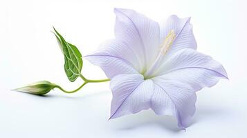 foto de hermosa flor de Luna aislado en blanco antecedentes. generativo ai