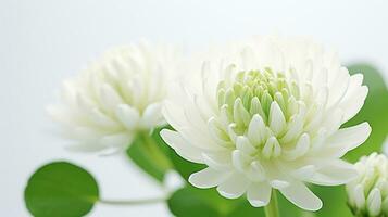 Photo of beautiful White Clover flower isolated on white background. Generative AI