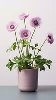 Photo of Anemone flower in pot isolated on white background. Generative AI