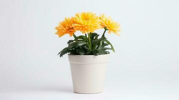 Photo of Chrysanthemum flower in pot isolated on white background. Generative AI