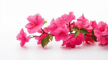 Photo of beautiful Bougainvillea flower isolated on white background. Generative AI