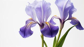 Photo of beautiful Iris flower isolated on white background. Generative AI