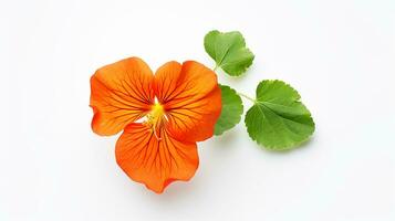 Photo of beautiful Nasturtium flower isolated on white background. Generative AI