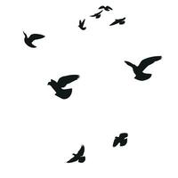 Silhouette sketch of a flock of flying birds, flight in different positions. Hover, soaring, landing, flying, flutter vector